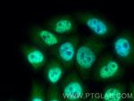 TIA1 Antibody in Immunocytochemistry (ICC/IF)