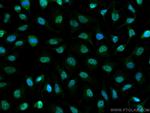 CREB1 Antibody in Immunocytochemistry (ICC/IF)