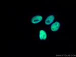 SAMHD1 Antibody in Immunocytochemistry (ICC/IF)