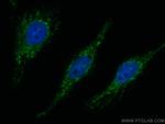 PYCR1 Antibody in Immunocytochemistry (ICC/IF)