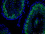 BOULE Antibody in Immunohistochemistry (Paraffin) (IHC (P))