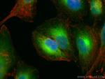REEP5 Antibody in Immunocytochemistry (ICC/IF)