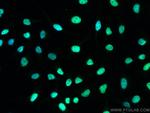 KAP1 Antibody in Immunocytochemistry (ICC/IF)