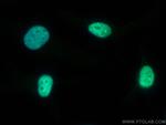 KAP1 Antibody in Immunocytochemistry (ICC/IF)