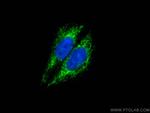 LONP1 Antibody in Immunocytochemistry (ICC/IF)