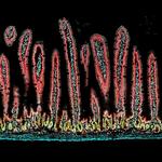 Desmin Antibody in Immunohistochemistry (Paraffin) (IHC (P))
