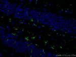 GFAP Antibody in Immunohistochemistry (Paraffin) (IHC (P))