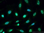 PI3 Kinase p110 Beta Antibody in Immunocytochemistry (ICC/IF)