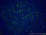 CD68 Antibody in Immunohistochemistry (Paraffin) (IHC (P))