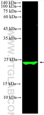 SNAP25 Antibody in Western Blot (WB)