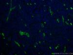 CD34 Antibody in Immunohistochemistry (Paraffin) (IHC (P))