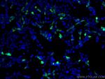 6x His, His-Tag Antibody in Immunocytochemistry (ICC/IF)