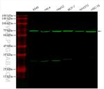 GRP78/BIP Antibody in Western Blot (WB)