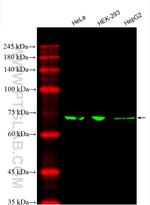 SLC9A9 Antibody in Western Blot (WB)