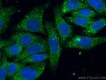 cIAP1 Antibody in Immunocytochemistry (ICC/IF)