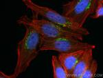 GORASP2 Antibody in Immunocytochemistry (ICC/IF)