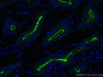 PSMA/GCPII Antibody in Immunohistochemistry (Paraffin) (IHC (P))
