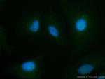 RDM1 Antibody in Immunocytochemistry (ICC/IF)