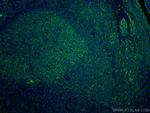 CD40 Antibody in Immunohistochemistry (Paraffin) (IHC (P))