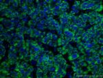 GLUD1 Antibody in Immunohistochemistry (Paraffin) (IHC (P))