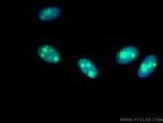 DHX9 Antibody in Immunocytochemistry (ICC/IF)