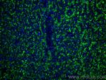 CD107a/LAMP1 Antibody in Immunohistochemistry (Paraffin) (IHC (P))