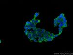 MESDC2 Antibody in Immunocytochemistry (ICC/IF)