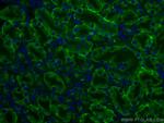 Arfaptin-1 Antibody in Immunohistochemistry (Paraffin) (IHC (P))