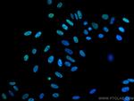 RALYL Antibody in Immunocytochemistry (ICC/IF)