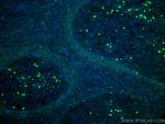 IgD Antibody in Immunohistochemistry (Paraffin) (IHC (P))