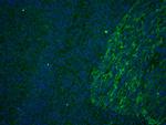 CD63 Antibody in Immunohistochemistry (Paraffin) (IHC (P))