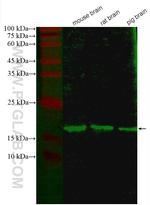NCS1 Antibody in Western Blot (WB)