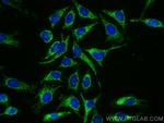 LRPPRC Antibody in Immunocytochemistry (ICC/IF)