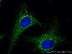 LRPPRC Antibody in Immunocytochemistry (ICC/IF)