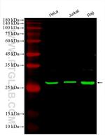 ANP32A Antibody in Western Blot (WB)