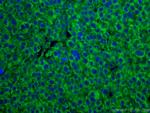DLD Antibody in Immunohistochemistry (Paraffin) (IHC (P))