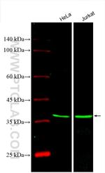 FDPS Antibody in Western Blot (WB)
