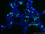 DYKDDDDK tag Antibody in Immunocytochemistry (ICC/IF)