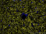 Arginase-1 Antibody in Immunohistochemistry (Paraffin) (IHC (P))
