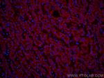 VDAC1/Porin Antibody in Immunohistochemistry (PFA fixed) (IHC (PFA))