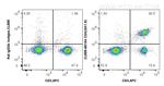 CD4 Antibody in Flow Cytometry (Flow)