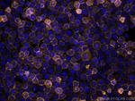 CD45 Antibody in Immunocytochemistry (ICC/IF)