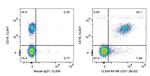 CD21 Antibody in Flow Cytometry (Flow)