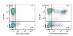 CD8 Antibody in Flow Cytometry (Flow)