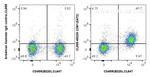 CD81 Antibody in Flow Cytometry (Flow)
