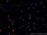 N-cadherin Antibody in Immunohistochemistry (PFA fixed) (IHC (PFA))