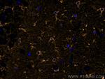 Glutamine Synthetase Antibody in Immunohistochemistry (PFA fixed) (IHC (PFA))