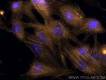 Beta Actin Antibody in Immunocytochemistry (ICC/IF)