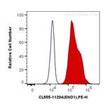 ENO1 Antibody in Flow Cytometry (Flow)