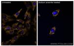 G3BP1 Antibody in Immunocytochemistry (ICC/IF)